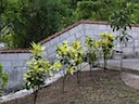 Planting along upper terrace wall