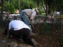 Planting the rose garden