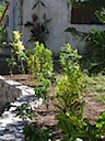 Planting begins on the stone wall